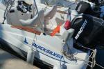 Quicksilver 555 Commander 115 cv Mercury 